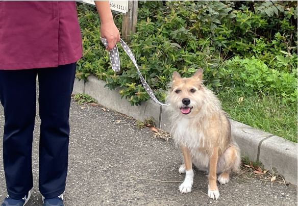 いちかわ動物病院